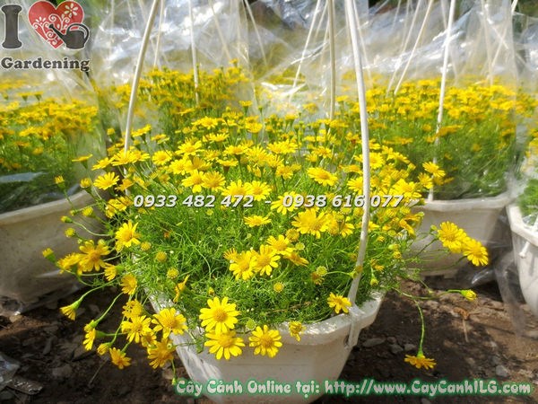 Chậu treo cúc sao băng đặt trang trí hiên nhà ban công đẹp