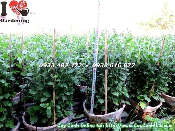 Cây hoa cúc Tết cao 50cm sắc vàng rực rỡ - Ms 19301