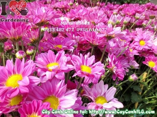 Cây hoa cúc tím trồng sân vườn – Ms 05408