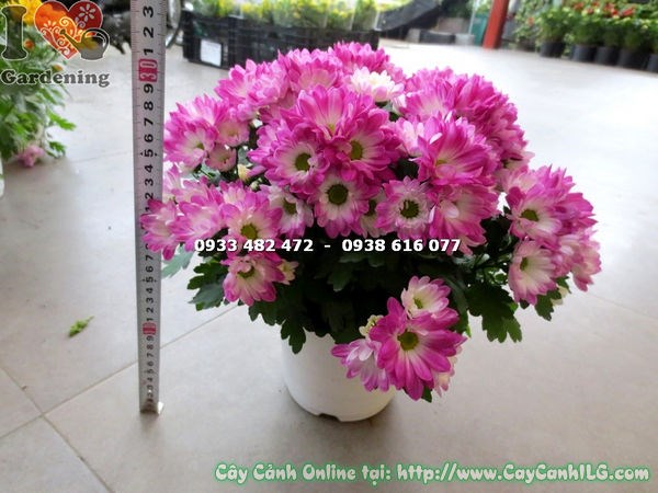 cây hoa cúc tím hồng mini – nhân giống và phát triển