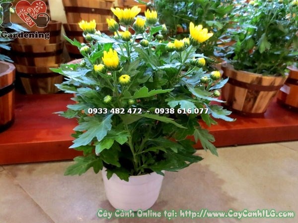 Cây hoa cúc vàng mini phát triển qua từng giai đoạn