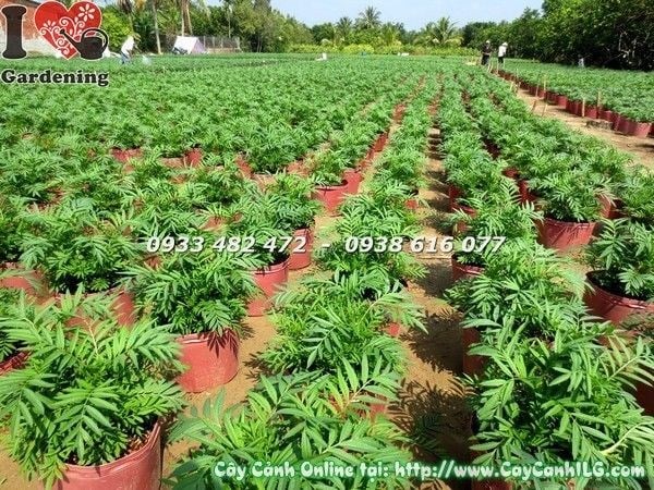 Cây hoa cúc vạn thọ trưởng thành nở hoa đầy đặn tại vườn ILG