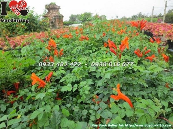 Cây đăng tiêu lá nhỏ leo hàng rào – ứng dụng cảnh quan công trình