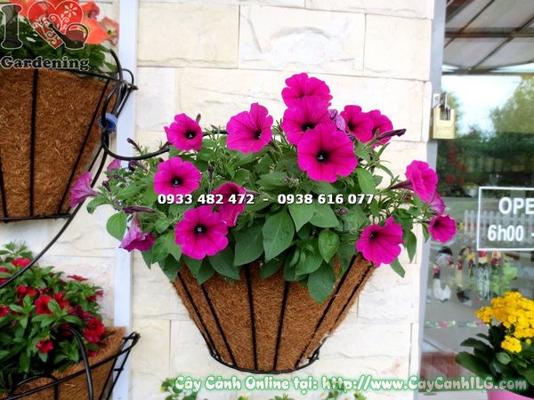 Cây hoa dạ yến thảo màu tím - sắc tím đặc trưng nở rực rỡ