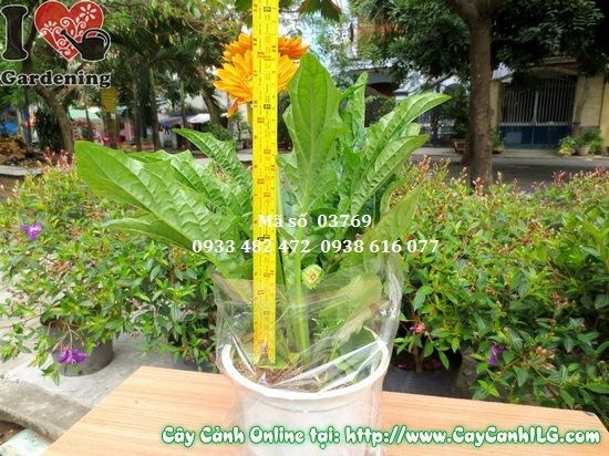 Cây hoa đồng tiền cao 30cm nở hoa đẹp