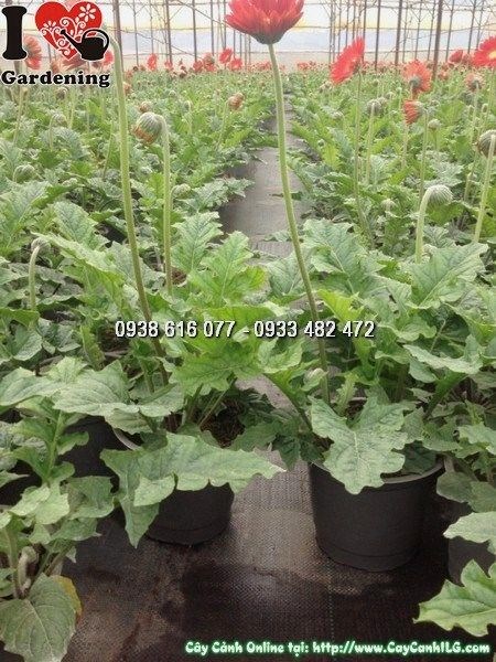 Cây hoa đồng tiền đỏ cao 30cm – sắc đỏ rực rỡ, lý tưởng trồng sân vườn và cảnh quan