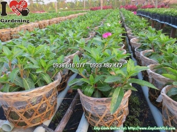 Cây hoa dừa cạn cao 15cm phù hợp trồng thảm cảnh quan