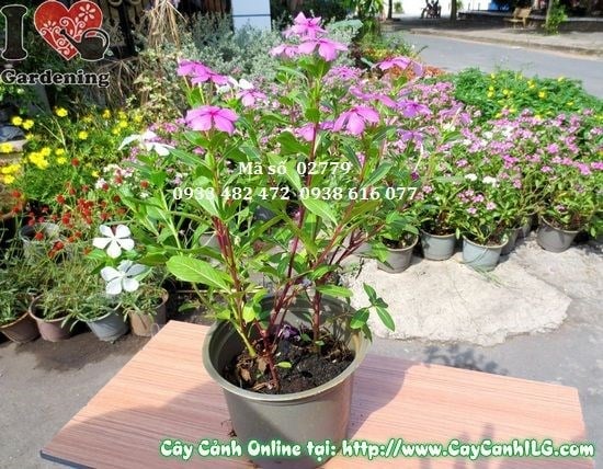 Cây hoa dừa cạn trồng thảm trang trí cảnh quan sân vườn
