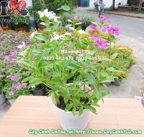 Hoa dừa cạn nở dày đặc nhờ chăm sóc đúng kỹ thuật
