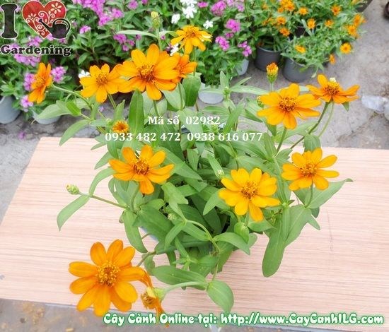 Hoa duyên cúc 20cm trồng khóm trang trí sân vườn