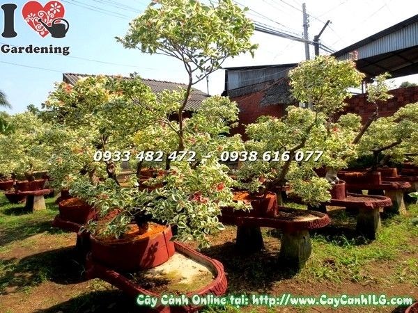 Cây hoa giấy cẩm thạch bonsai khỏe mạnh tại ILG