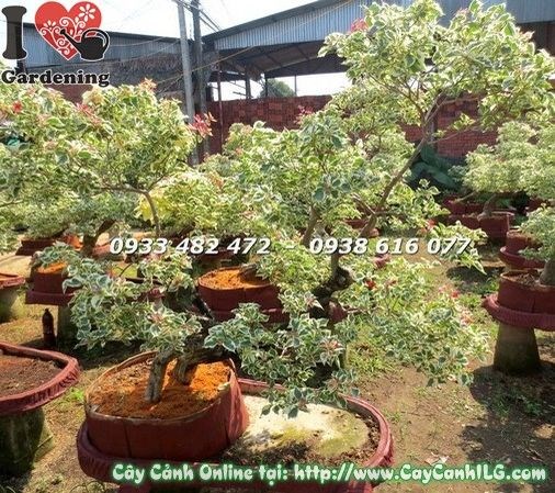 Hoa giấy cẩm thạch bonsai nghệ thuật tại vườn ILG