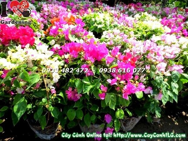 cây hoa giấy cẩm thạch đỏ trồng cảnh quan sân vườn