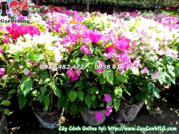 vườn cây hoa giấy cẩm thạch đỏ tại ILG