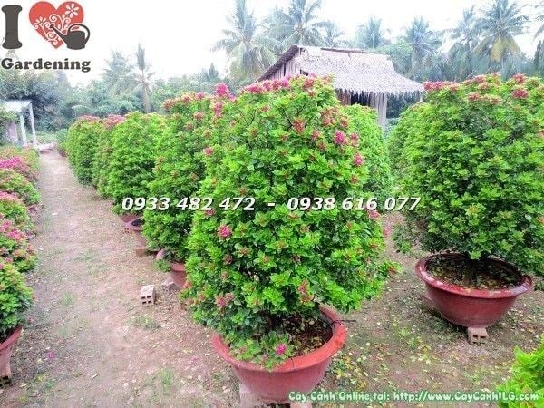 Cây hoa giấy Mỹ giống chất lượng cao từ vườn ILG