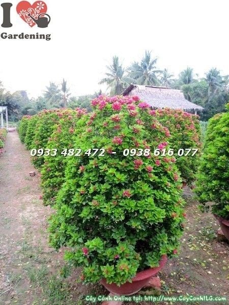 Cây hoa giấy Mỹ nở hoa đẹp tại vườn ILG TP.HCM
