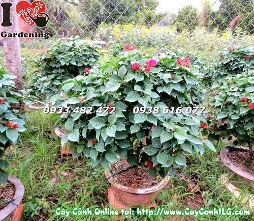 Cây hoa giấy mỹ màu đỏ – sắc đỏ rực rỡ, điểm nhấn cảnh quan
