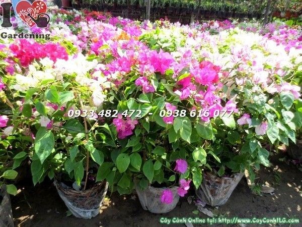 Chăm sóc tưới nước cây hoa giấy nhiều màu đúng cách