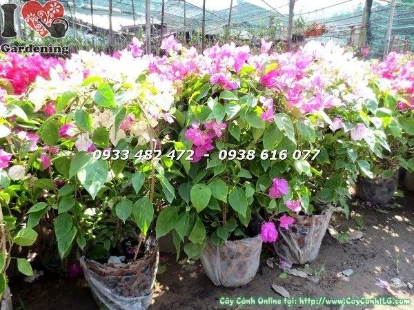 Tạo dáng và cắt tỉa cây hoa giấy nhiều màu