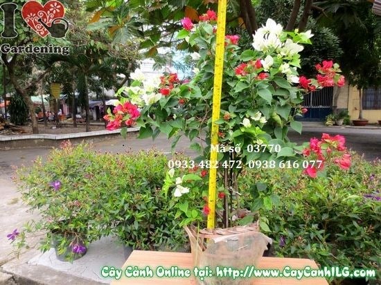 Nhân giống cây hoa giấy nhiều màu bằng giâm cành