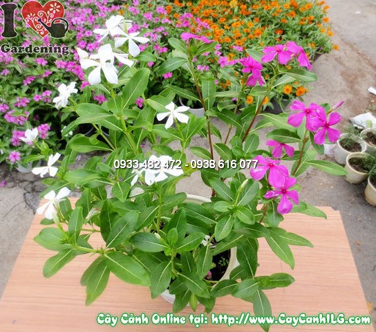 cây hoa hải đằng cao 30cm – sắc hoa tím hồng trắng xinh xắn