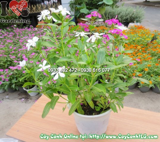 đặc điểm hoa hải đằng – cánh hoa mỏng manh năm cánh