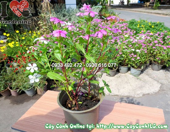 ứng dụng cây hoa hải đằng 30cm trang trí sân vườn, quán cà phê