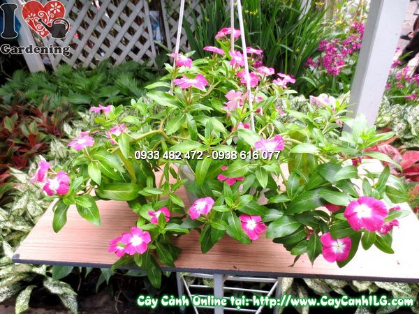 cây hoa hải đằng treo cao 20cm – Ms 11802