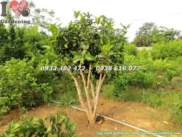 Cây hoa hải đường tán đẹp gốc lớn cao 1,5m Ms 21777 – ILG