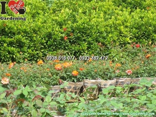 cây hoa hồng đổi màu cao 25cm – sắc hoa chuyển màu đặc biệt