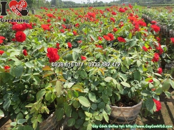 Hoa hồng pháp đỏ cao 35cm nở rực rỡ nhiều cánh
