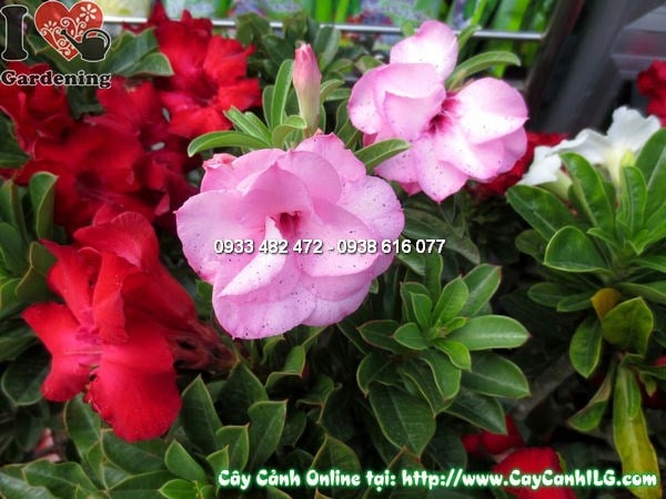 Thân mọng nước cây hoa hồng sa mạc sứ thái cao 45cm