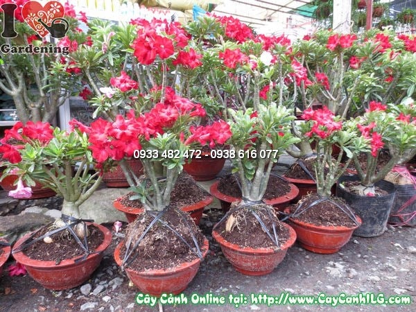 Cây hoa hồng sa mạc sứ thái 45cm ứng dụng trang trí cảnh quan