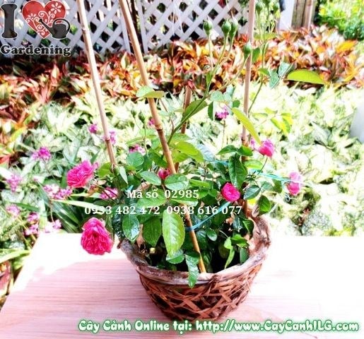 Cây hoa hồng tỉ muội đỏ cao 25cm tươi đẹp tại vườn ILG