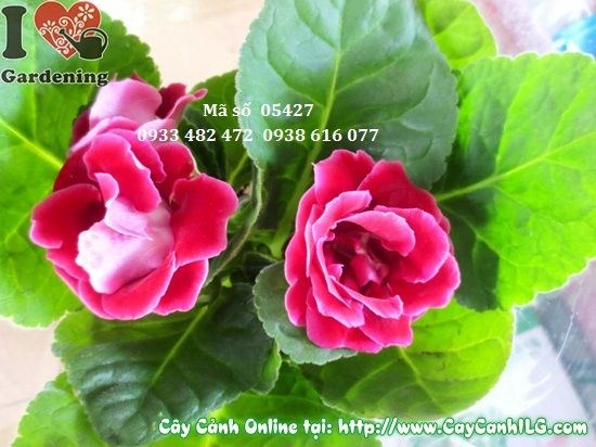 Hoa hồng xiêm – cây tử la lan nhỏ gọn trang trí bàn làm việc văn phòng