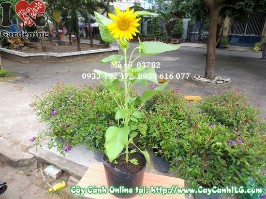 Đặc điểm thân lá cây hoa hướng dương 80cm