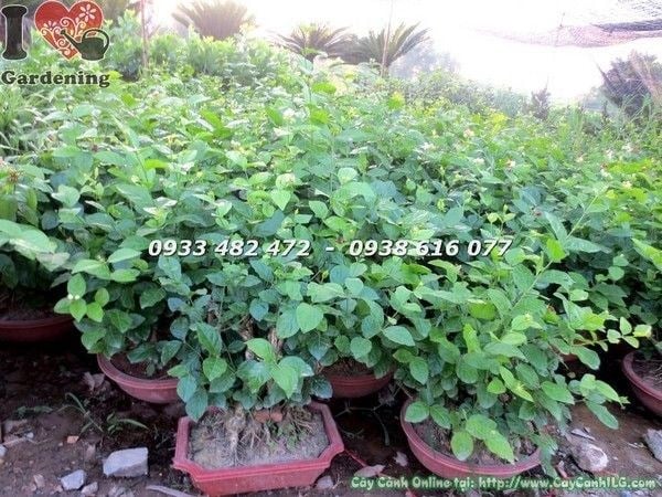 Hoa lài ta trắng tinh - gốc lớn tươi tốt tại ILG caycanhilg.com