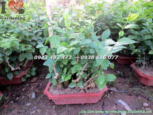 Chăm sóc cây hoa lài ta gốc lớn uống trà - hướng dẫn từ vườn ILG