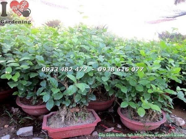 Cây lài ta gốc lớn uống trà Ms 21933 - hình ảnh thực tế tại vườn ILG