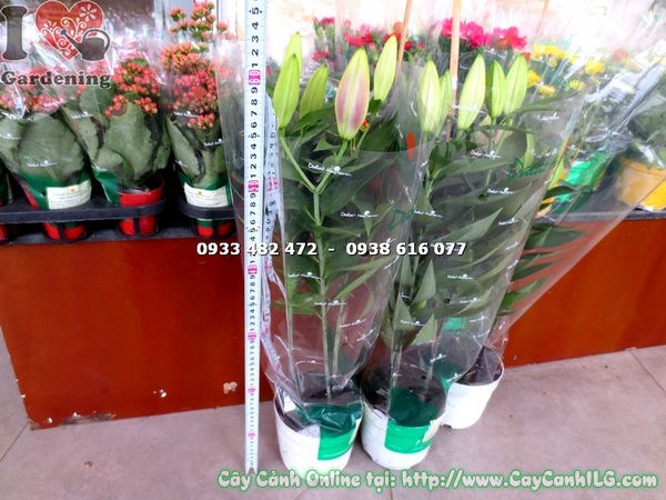 Cây hoa ly lá nở hoa đẹp sau khi chăm sóc đúng kỹ thuật