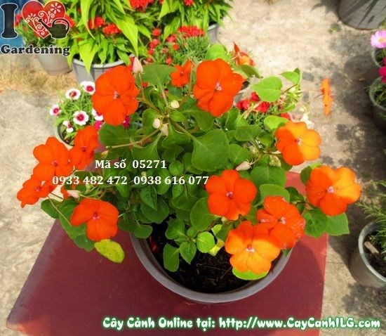 Thảm cây hoa mai địa thảo trồng hàng loạt – trang trí sân vườn