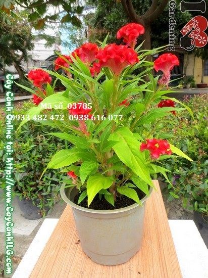 Cây hoa mào gà đang ra hoa đẹp