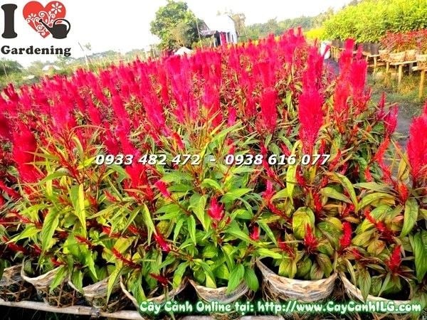 Hoa mào gà đỏ nở bung - vẻ đẹp rực rỡ trang trí lễ tết