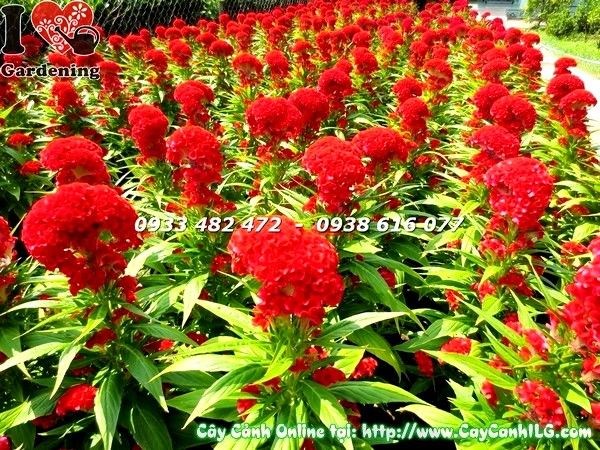 Cụm hoa mào gà đỏ rực đặc trưng