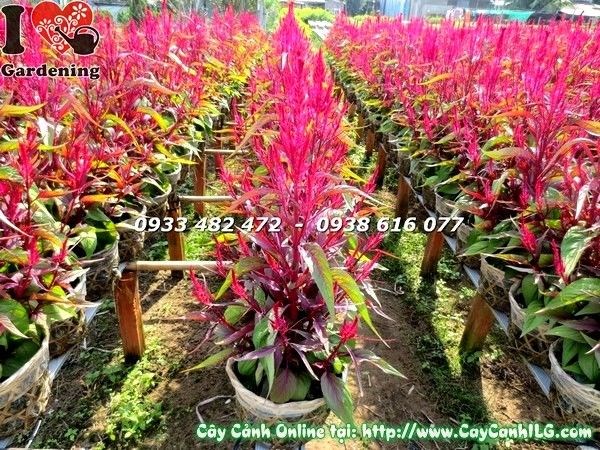 Chi tiết chùm hoa mào gà tím – hình dạng mào đặc trưng