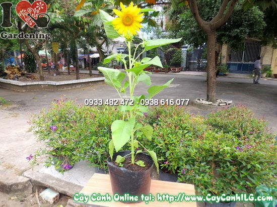 Vườn hoa mặt trời 80cm - điểm nhấn cảnh quan đẹp