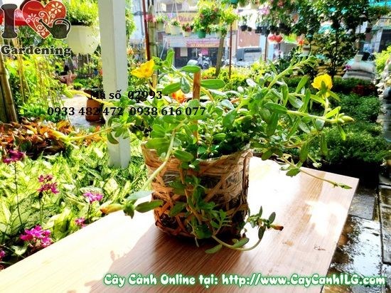 Hoa mười giờ sam trồng công trình cảnh quan quy mô lớn