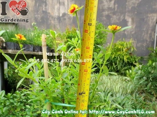 Nhân giống cây hoa mười giờ sam bằng giâm cành