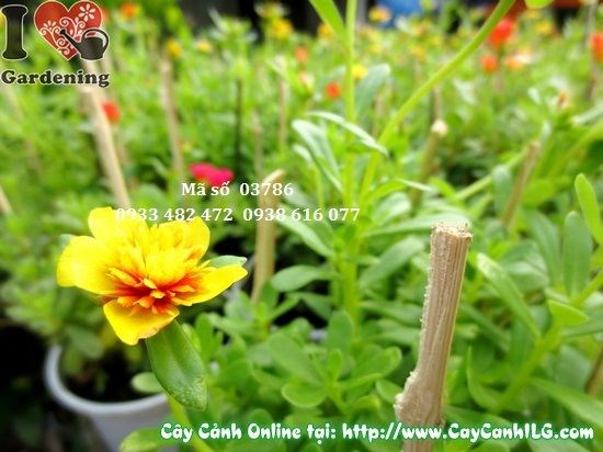 Mẹo kích hoa mười giờ sam nở đẹp quanh năm