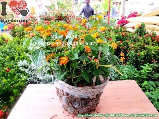 Cây hoa ngũ sắc cao 30cm Ms 04201 cây giống trồng hàng loạt tại ILG